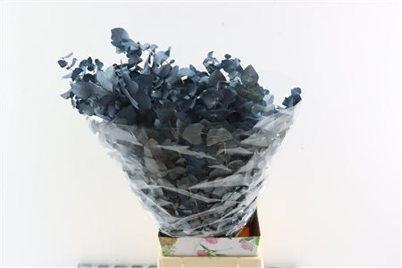 Pres Euca Stuartiana Blue Bunch