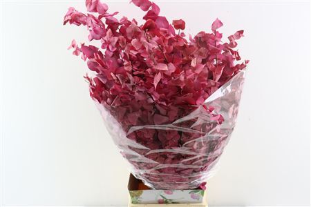 Pres Euca Stuartiana Pink Lady Bunch