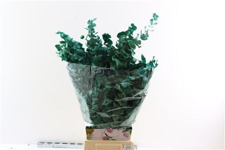 Pres Euca Stuartiana Tourquoise Bunch