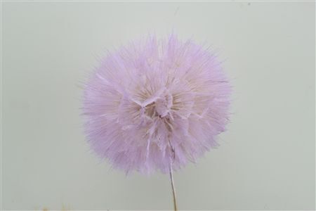 Pres Puste Flower Baby Satin Violet