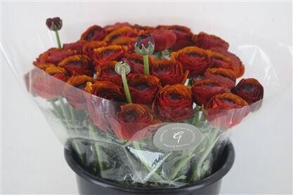 Ran Cloni Sup Brownie Red