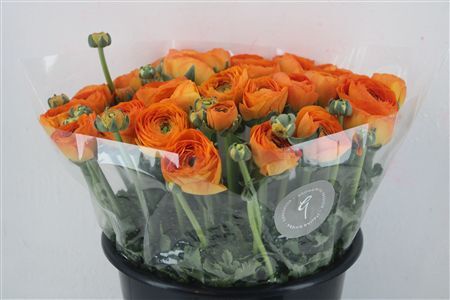 Ran Cloni Sup Lambada