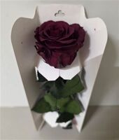 Ro Pres Stem 30cm Red