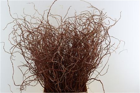 Salix Kronkelwilg Rood 100-120 Per Bos