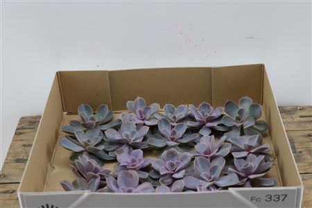 Echeveria Perle Van Nurnberg X20