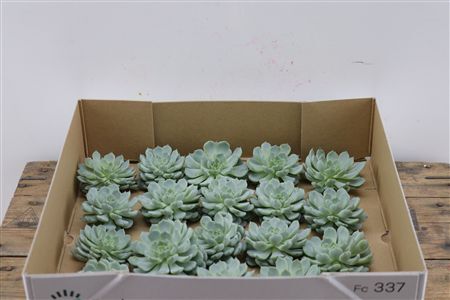Echeveria Derenbergi Klein X20