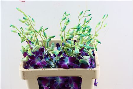 Dendro Galaxy Dyed Blue