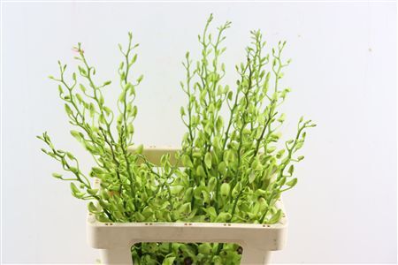 Dendro Burana Emerald