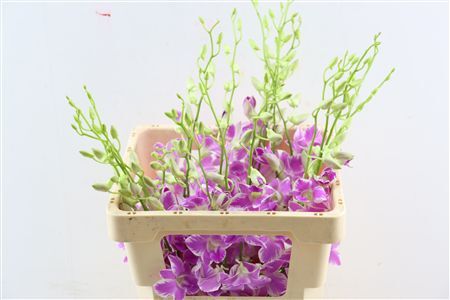 Dendro Queen Pink Dang