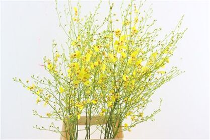 Oncidium