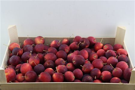 Sier Appels Red P Box
