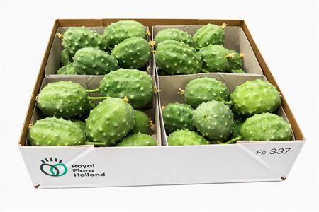 Sier Cucumis Luffa Grey X4 Holl