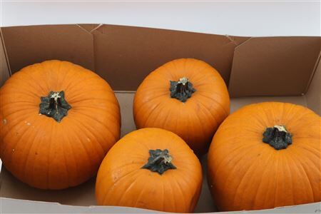Sier Cuc P Maxima Halloween X4