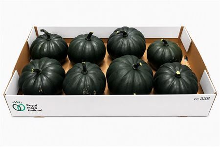 Sier Cuc P Black Cat X8
