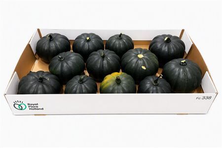 Sier Cuc P Black Cat X12