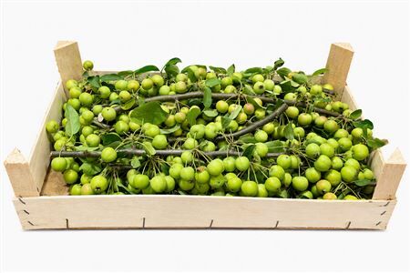 Sier Malustak Green P Wdn Box