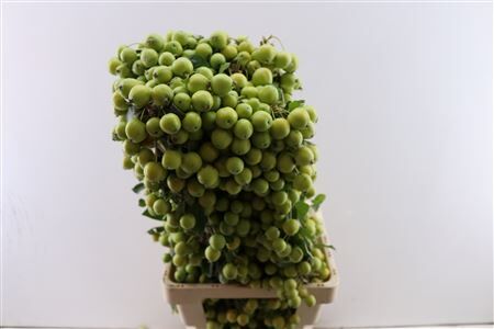 Malustak Green 80cm P Stem