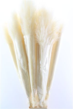 Dried Cortaderia Lao Grass White Super P Stem