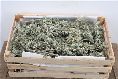 Larix Grey Mos Per Kist