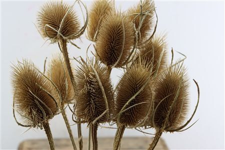 Dried Dipsacus Natural 60cm Pst