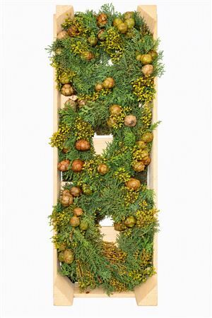 Wr Cypresse Exotica Berry 20cm
