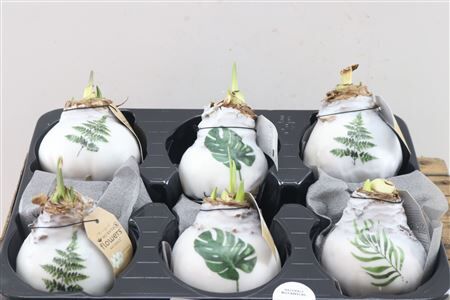 Wax Hipp Botanical Mix