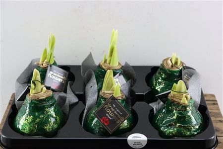 Wax Hipp Galaxy Dark Green