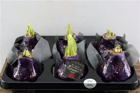 Wax Hipp Galaxy Purple