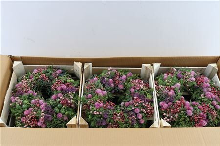 Wr Sierfruit De Luxe Pink 30cm