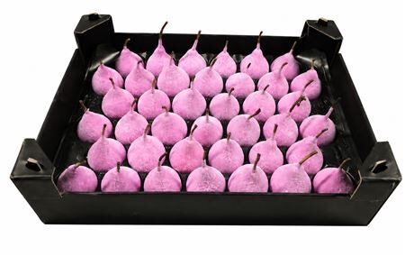 Waxpeer Gl Pink Rose