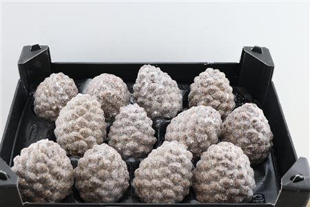 Wax Pinea Gl Naturel X12