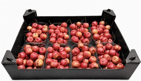 Waxmalus Naturel