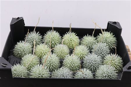 Wax Egel Gl Naturel