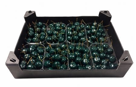 Waxmalus Groen Dennen