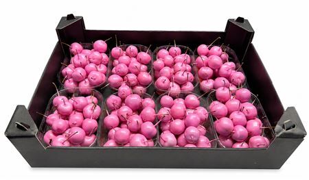 Waxmalus Pinkrose