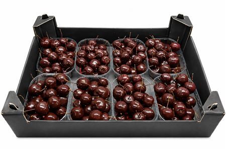 Waxmalus Choco