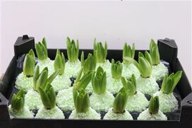 Wax Hyacinth Snow Groen Mint