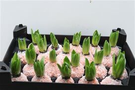 Wax Hyacinth Snow Oranje