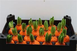 Wax Hyacinth Korrel Oranje