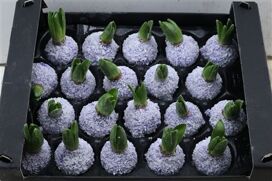 Wax Hyacinth Snow Lavendel