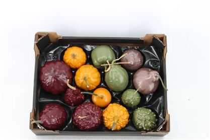 Wax Sierfruit Cuc Autumn Mix