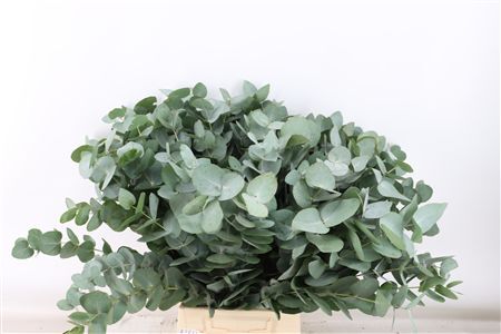Euca Cinerea 65 Cm P Stem