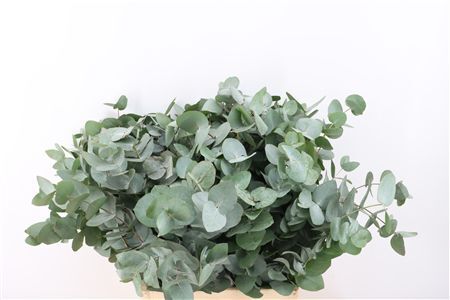 Euca Cinerea 72 Cm P Stem