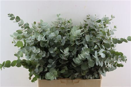 Euca Cinerea 300gr South Africa P Bunch