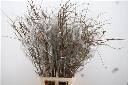 Chaenomeles Superba
