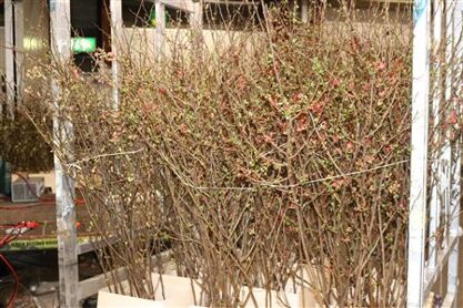 Chaenomeles Japonica
