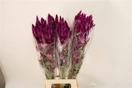 Cel A Celway Purple