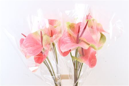 Anth A Pink Christina