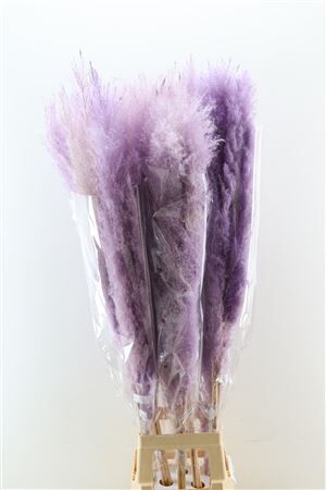 Dried Cortaderia Dadang Lilac 140cm P Stem