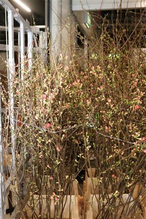 Chaenomeles Jap Salmon Pink 140 160cm P Stem X20
